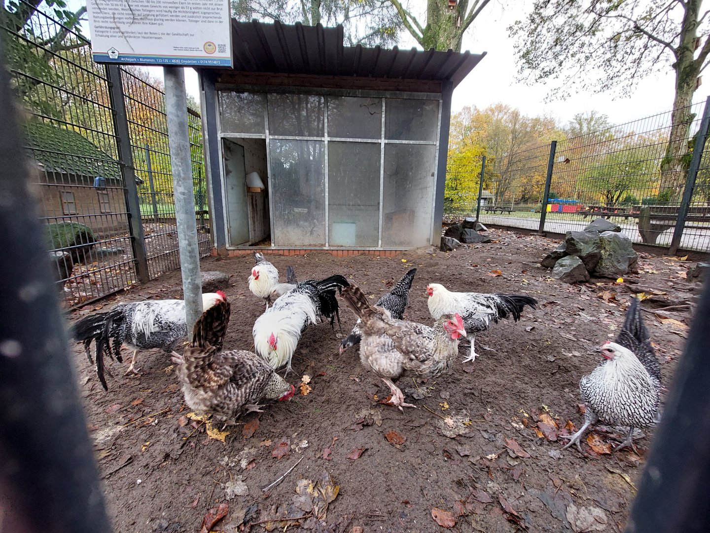 Westfälischer Totleger chicken enclosure (Stadtpark Emsdetten)