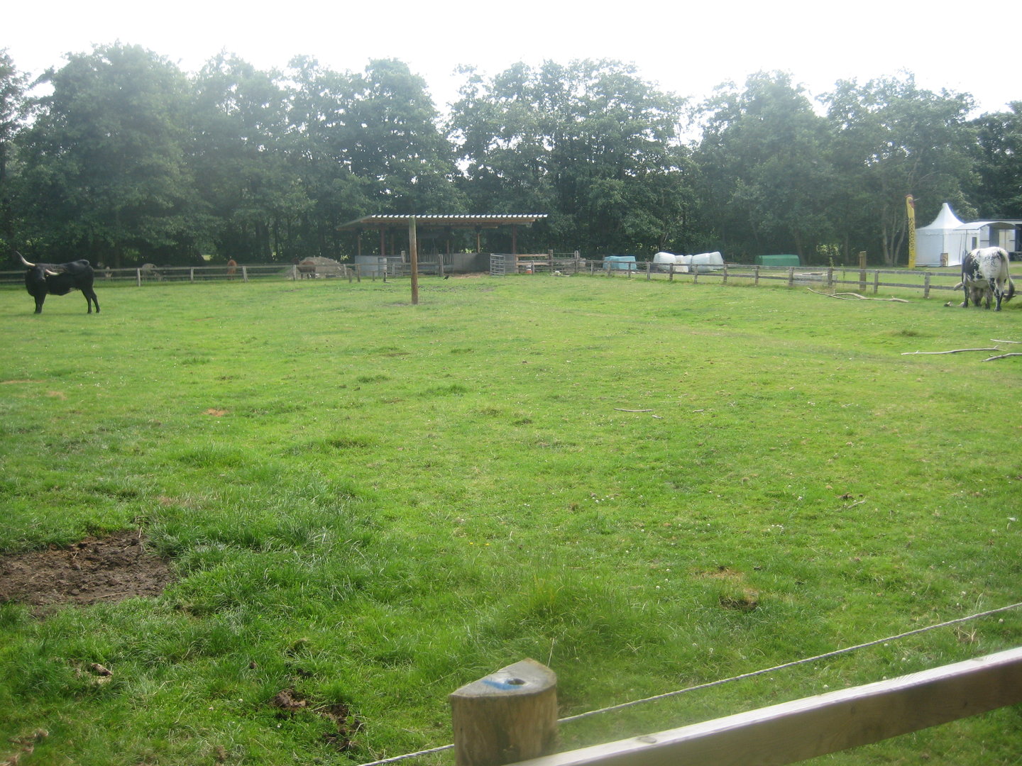 Westküstenpark - Cattle exhibit