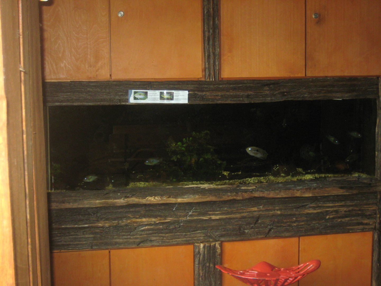 Westküstenpark - Cichlid tank