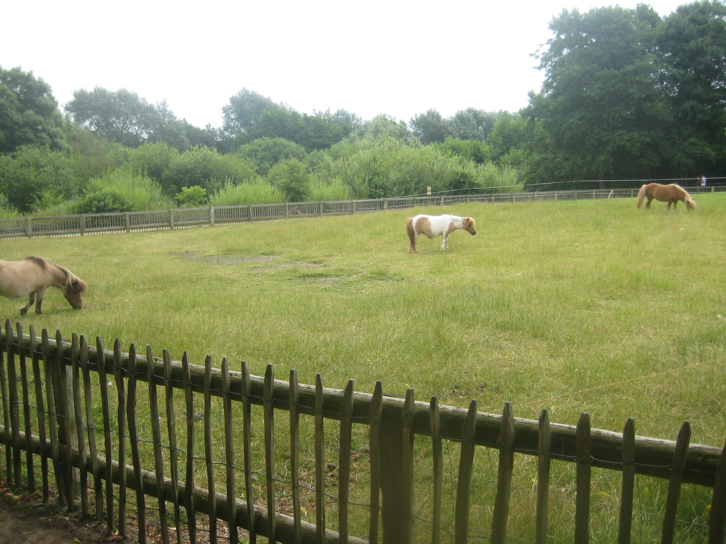 Westküstenpark - Pony exhibit