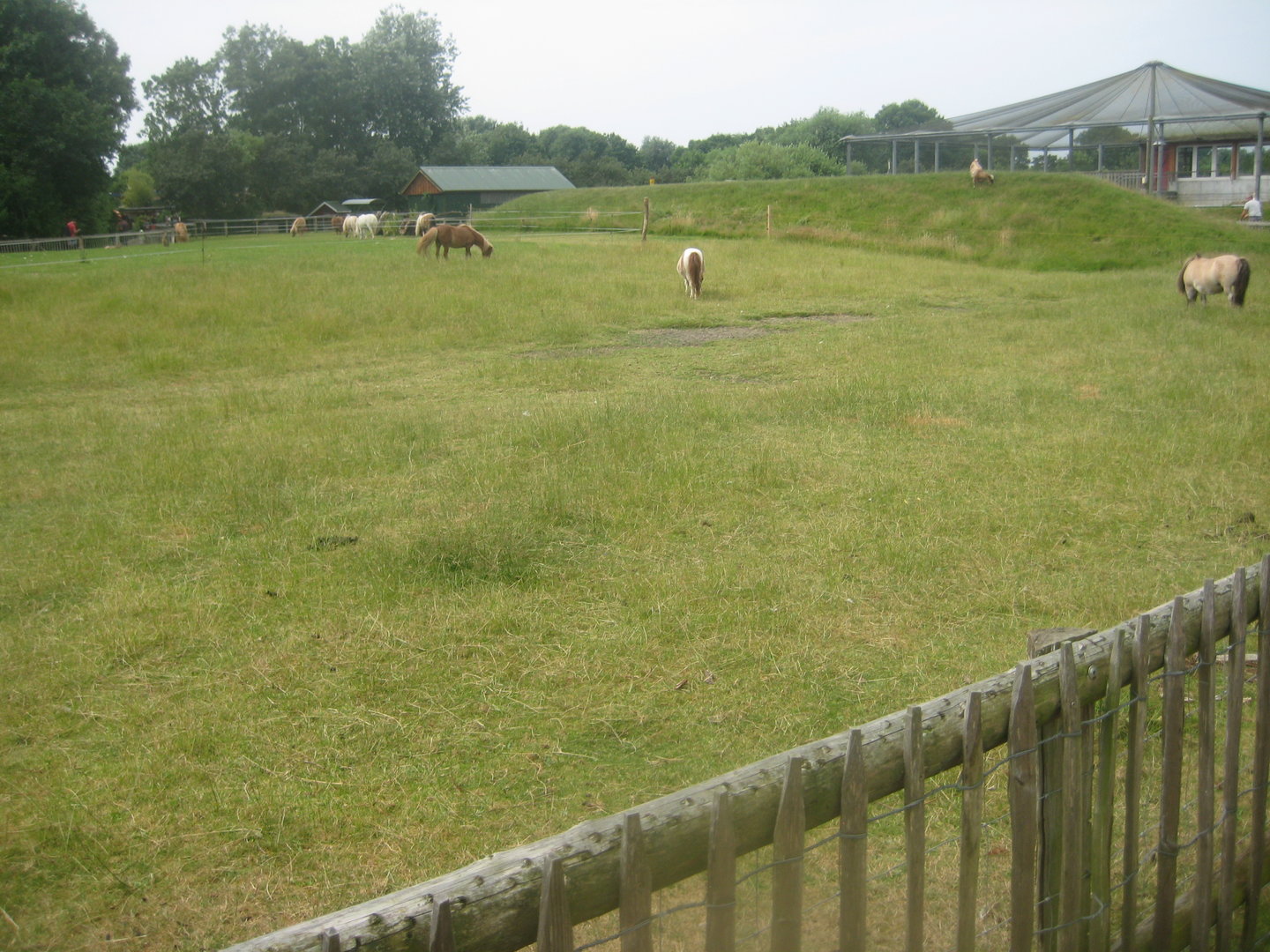 Westküstenpark - Pony exhibit