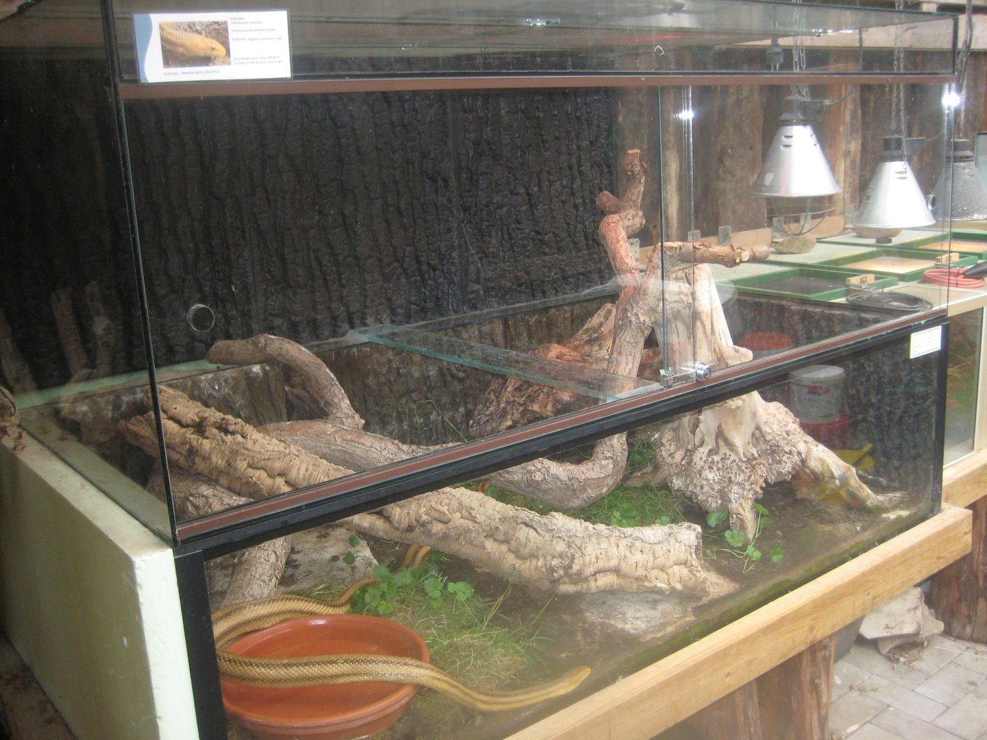 Westküstenpark - Rat snake exhibit