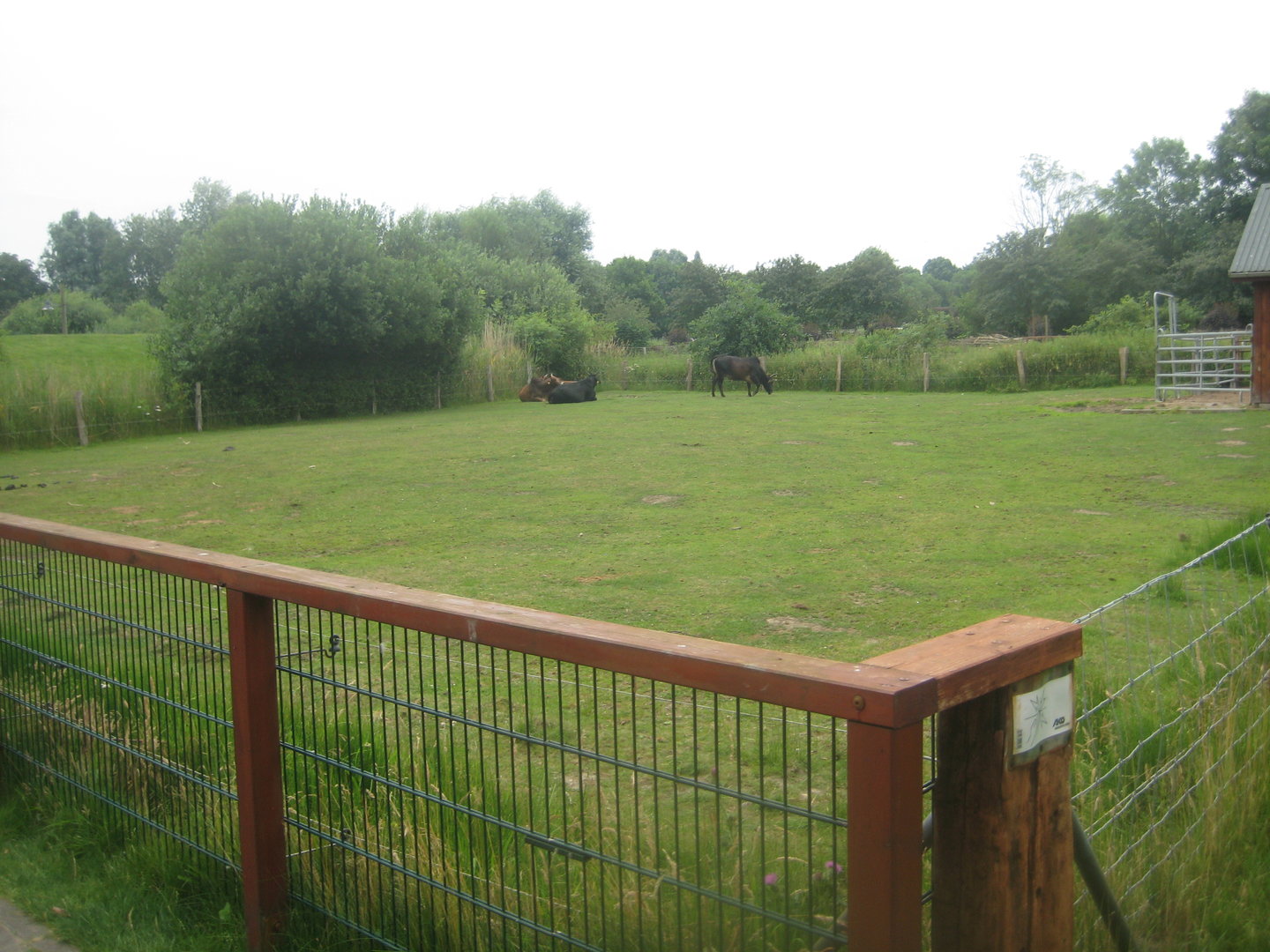 Westküstenpark - Zebu exhibit