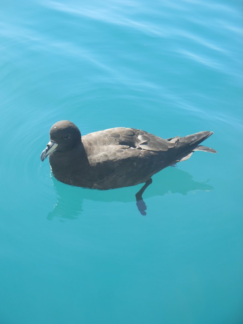 Westland Petrel (Procellaria westlandica)