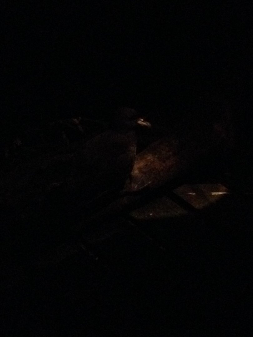 Westland Petrel (Procellaria westlandica)