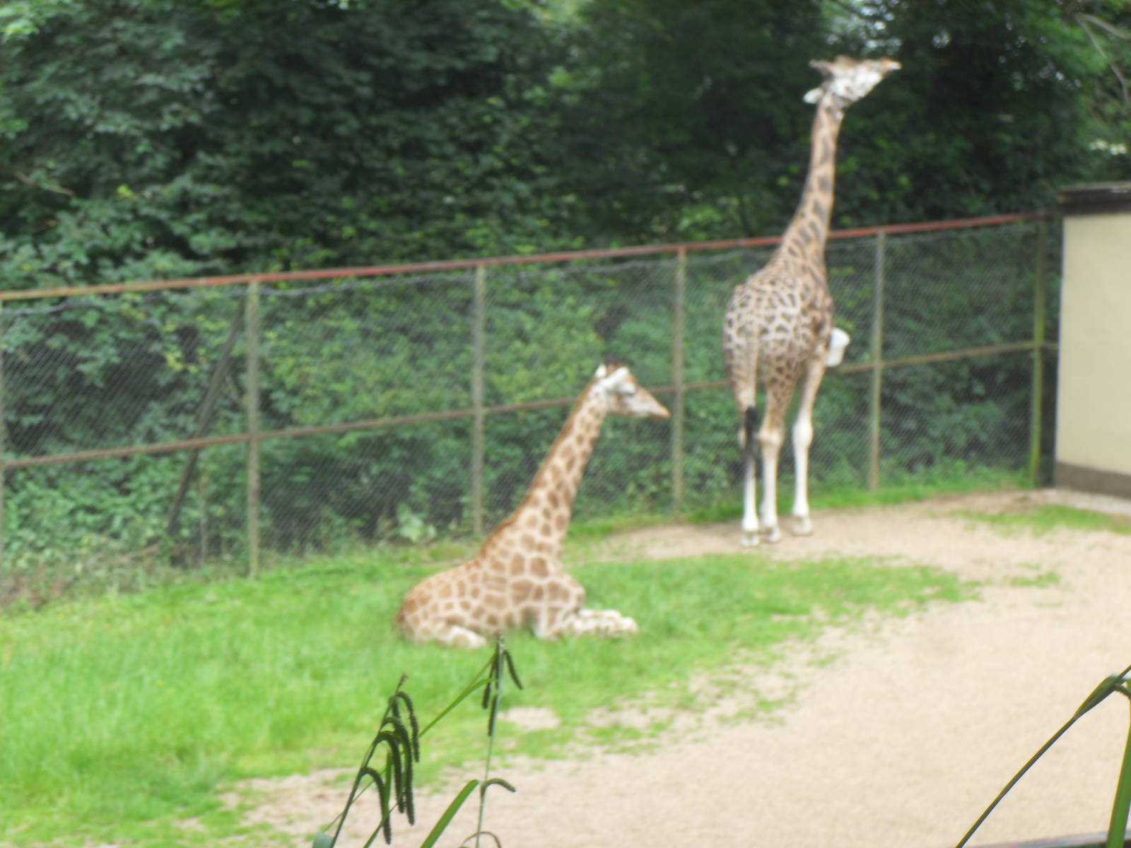 Weston and Dudley zoo 01 07 11 043