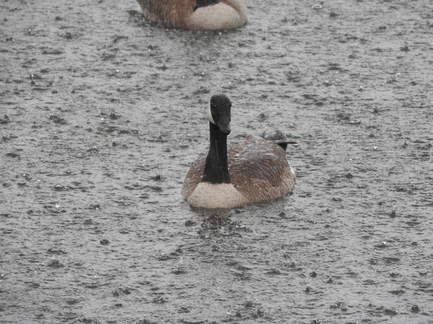 Wet Canada Goose