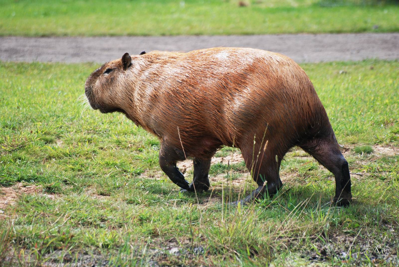 Wet Capybara at Yorkshire WP, 05/08/12