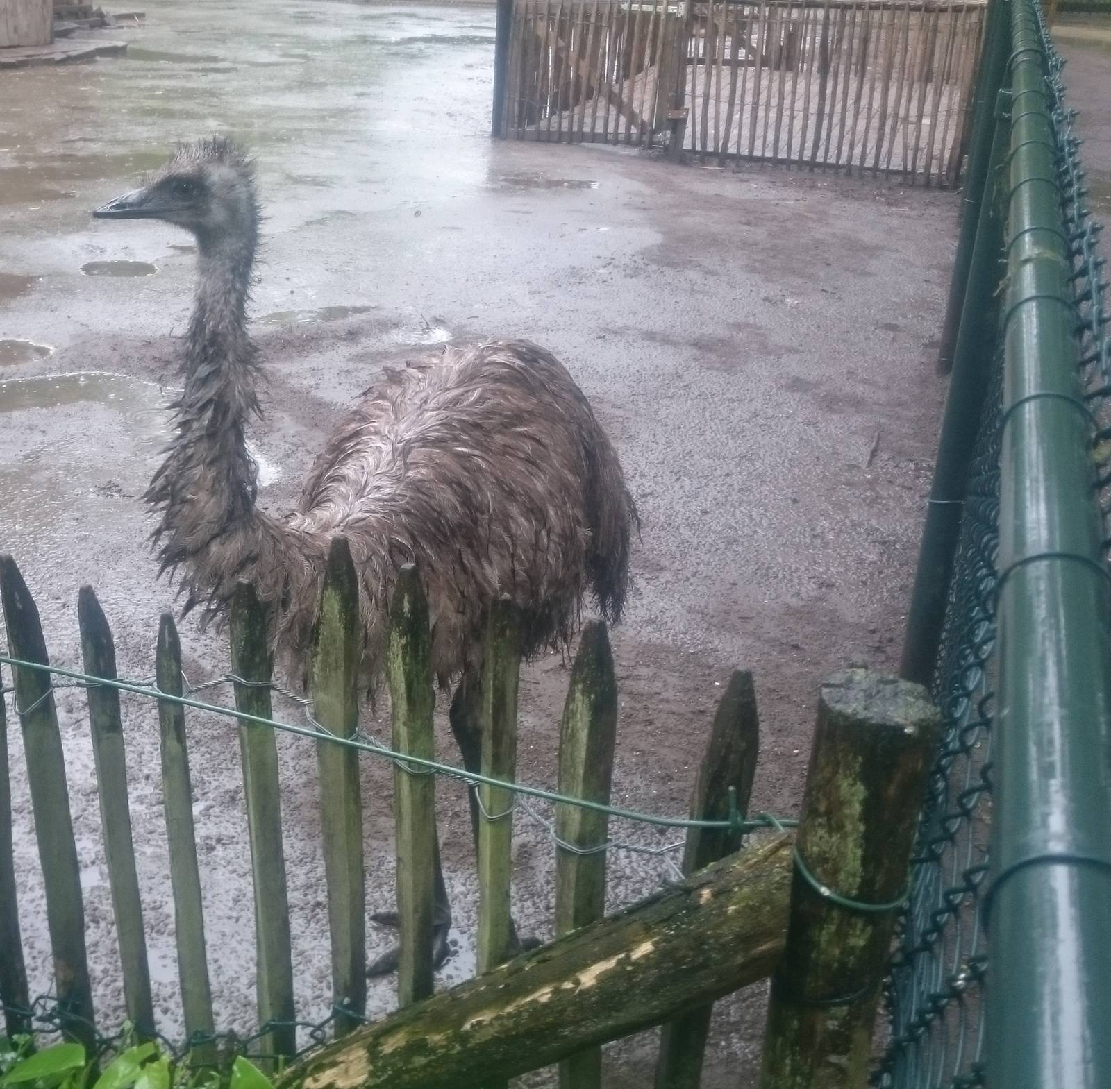 Wet Emu