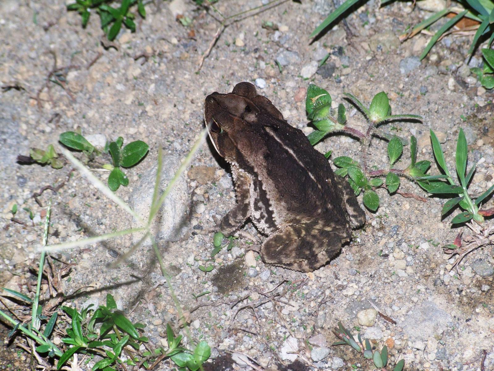Wet Forest Toad in La Fortuna, 16/04/14