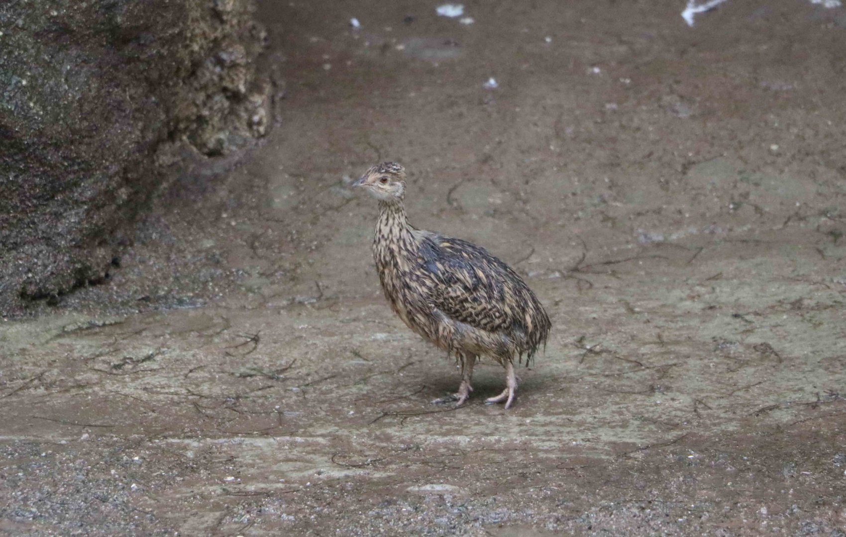 Wet Nothura sp.?, April 2016