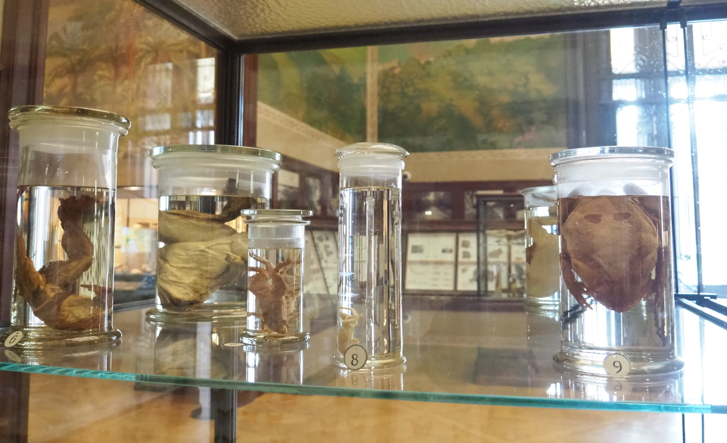 Wet-preserved amphibian specimens, 2021-10-20