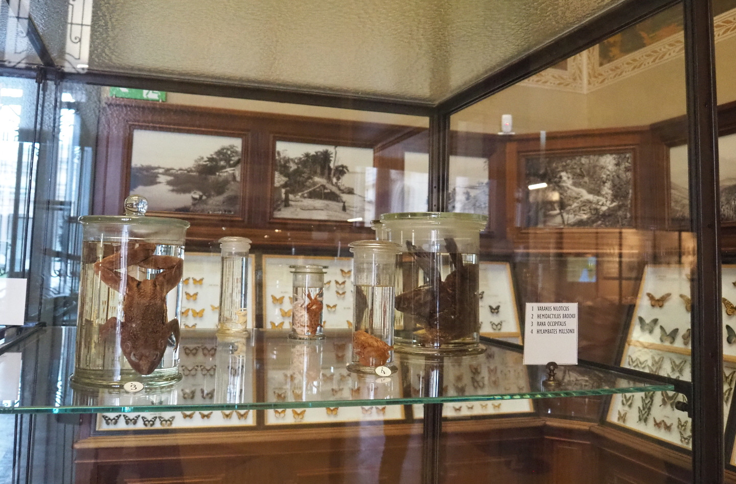 Wet-preserved amphibian specimens, 2021-10-20