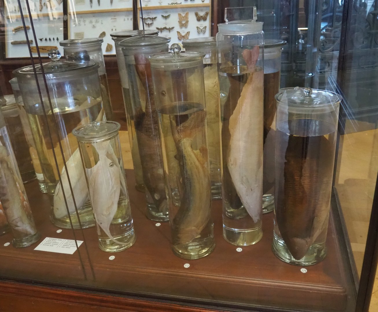 Wet-preserved fish species, 2021-10-20