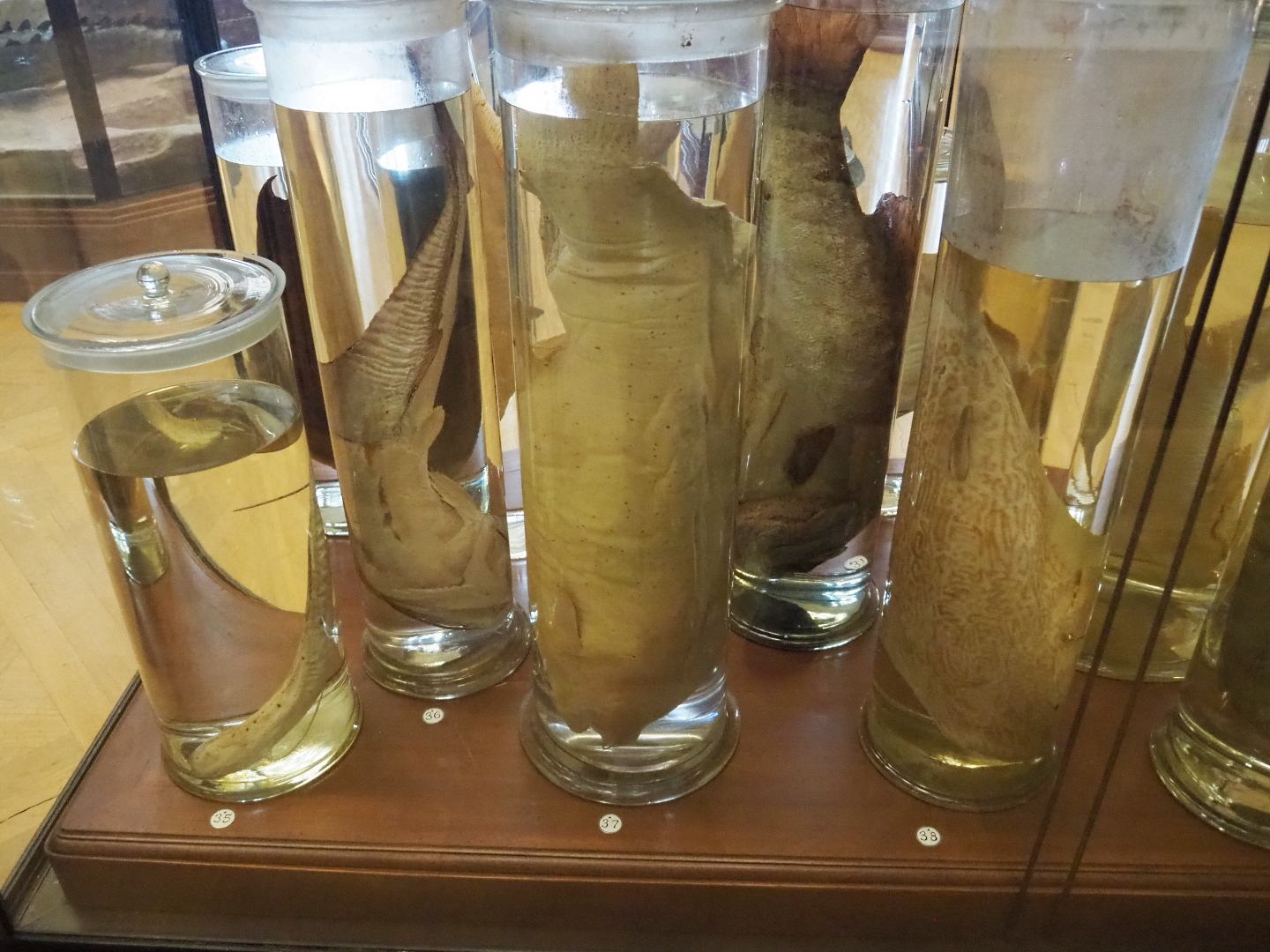 Wet-preserved fish species, 2021-10-20