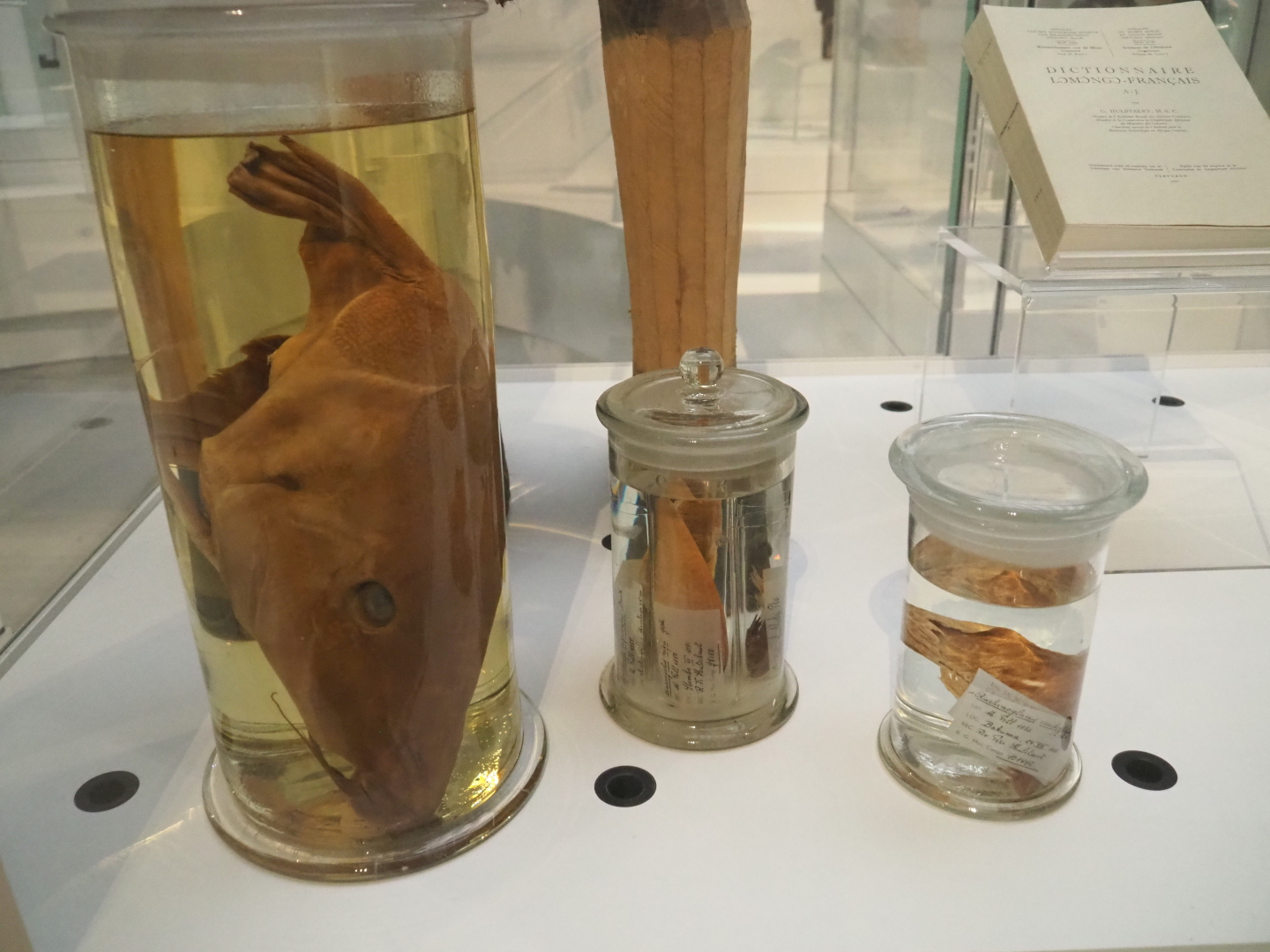 Wet preserved fish specimens, 2021-10-20