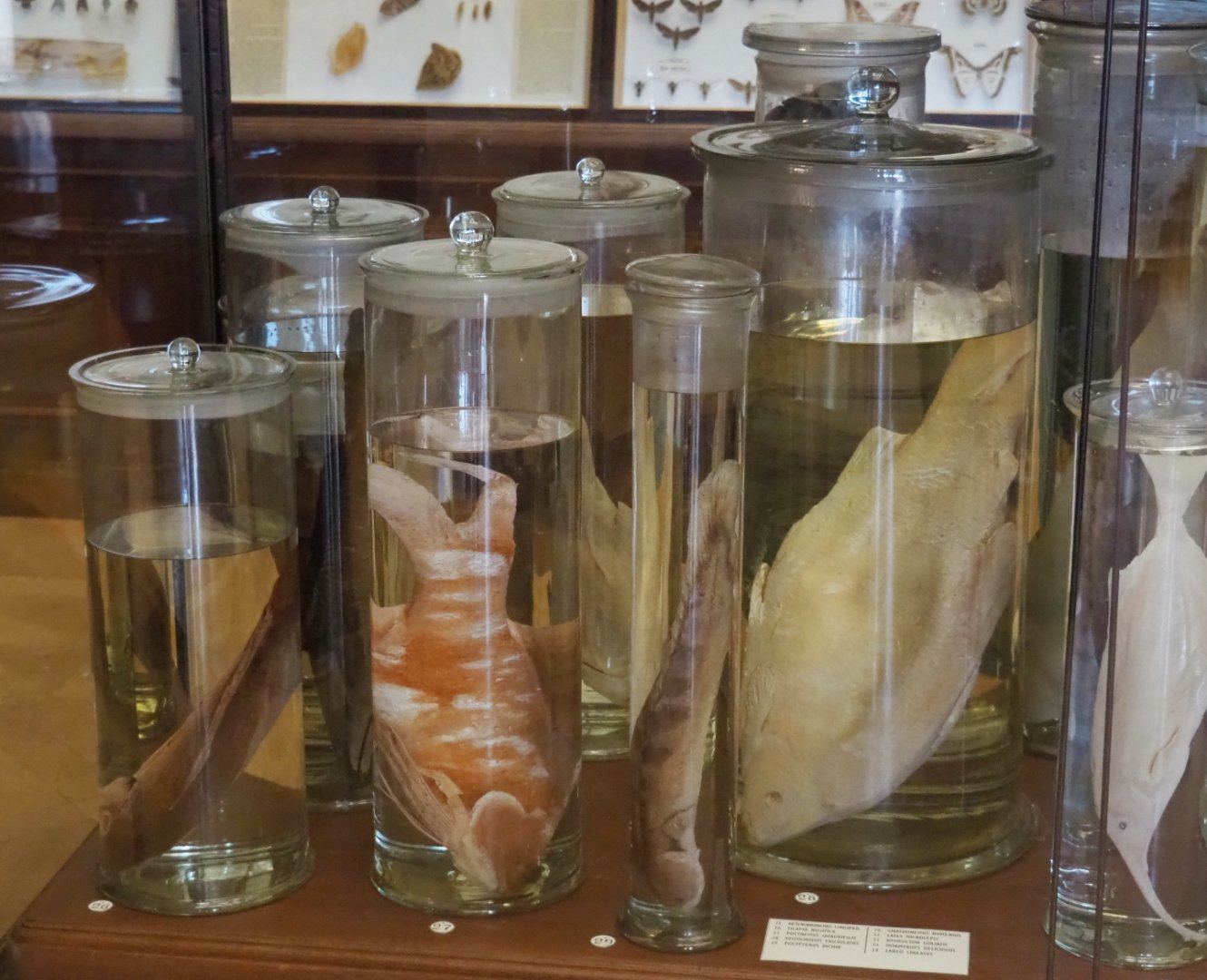 Wet-preserved fish specimens, 2021-10-20