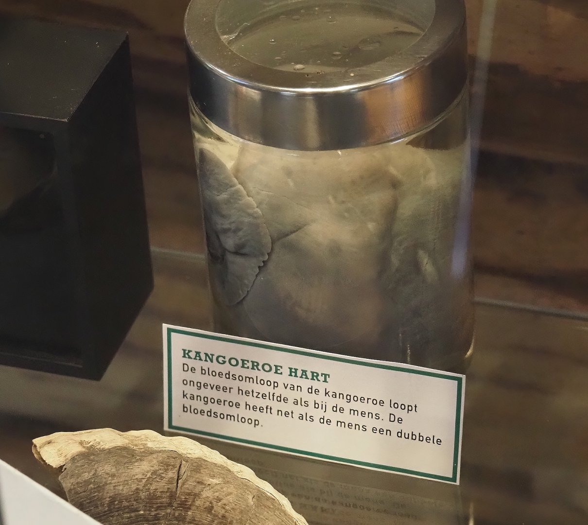 Wet-preserved heart of a kangaroo, 2025-04-12