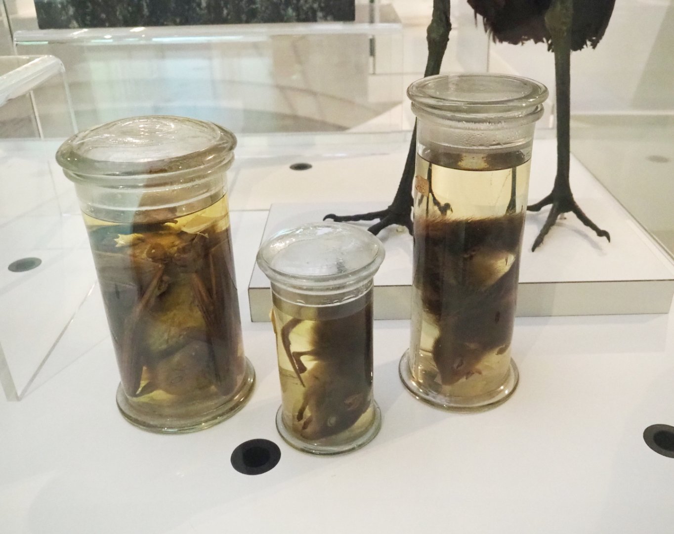 Wet-preserved mammal specimens from Katanga, Congo, 2021-10-20