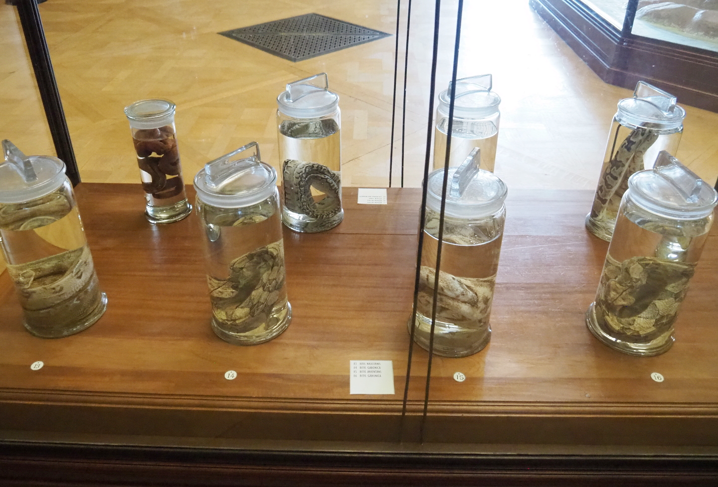Wet-preserved reptile specimens, 2021-10-20