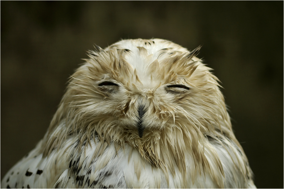Wet snowy owl at Dählhölzli zoo
