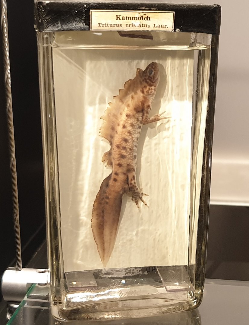 Wet specimen Northern crested newt