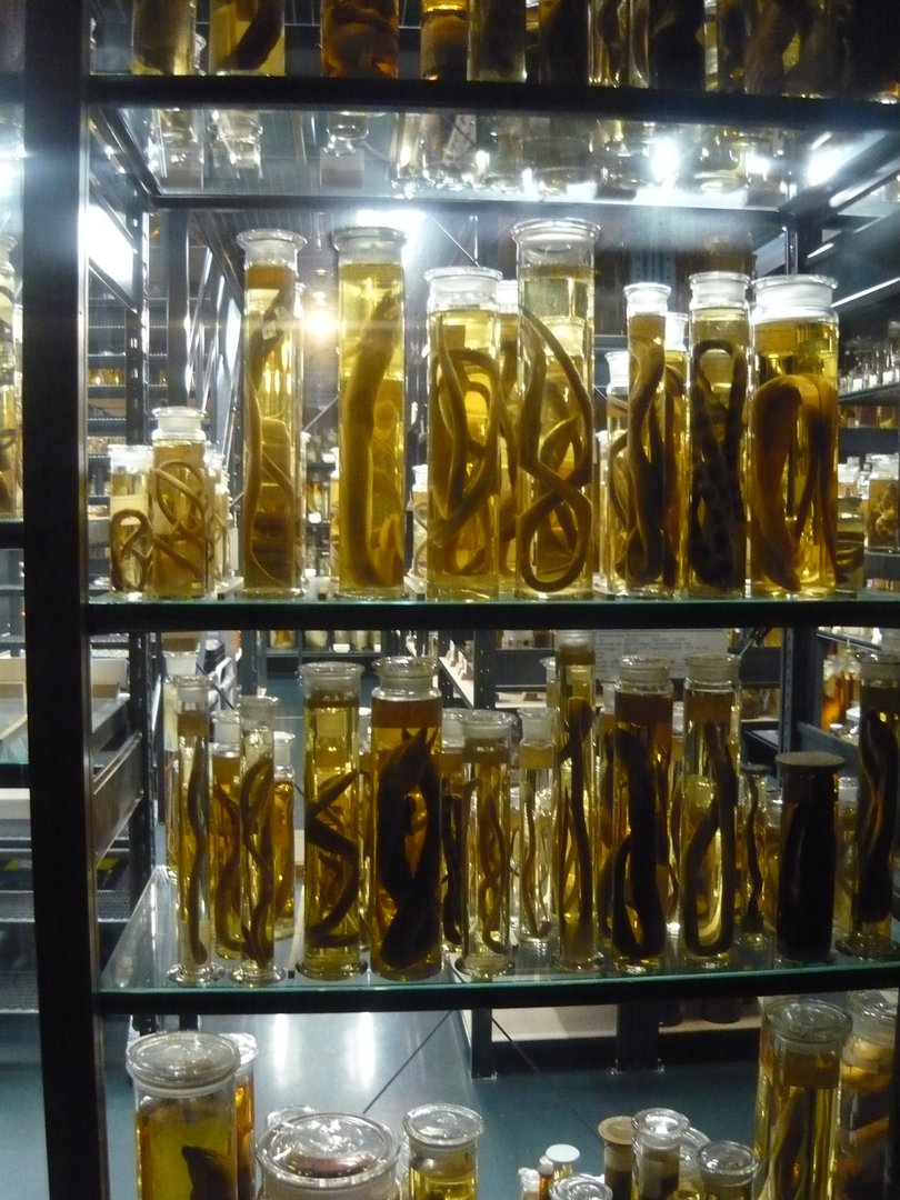 Wet specimens