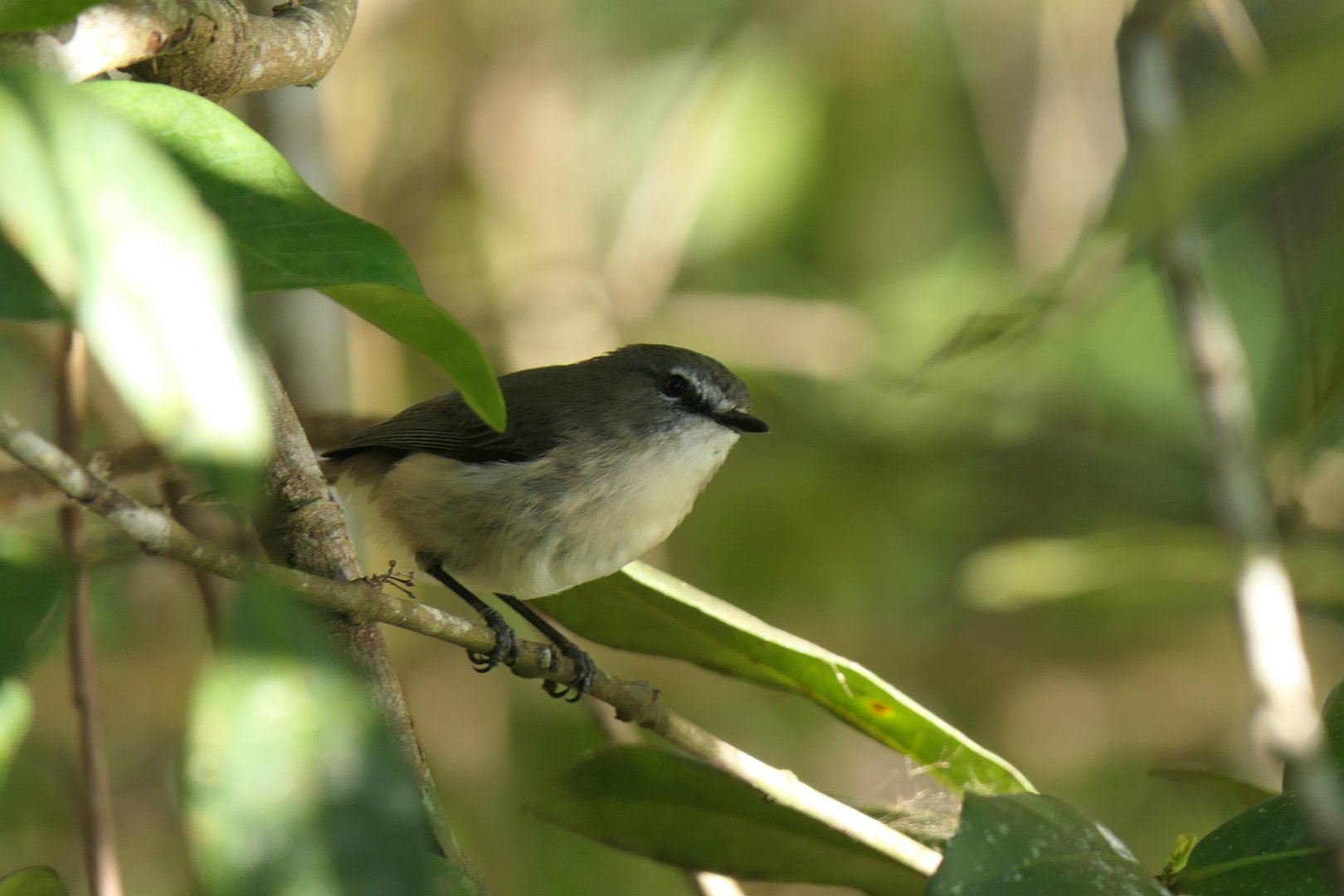 Wet Tropics Brown Gerygone (Gerygone mouki mouki)