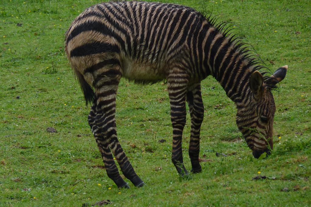 Wet zebra foal, Zac June 2012