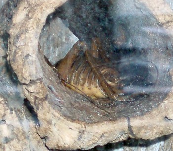 Weta Cricket (Deinacrida fallai)