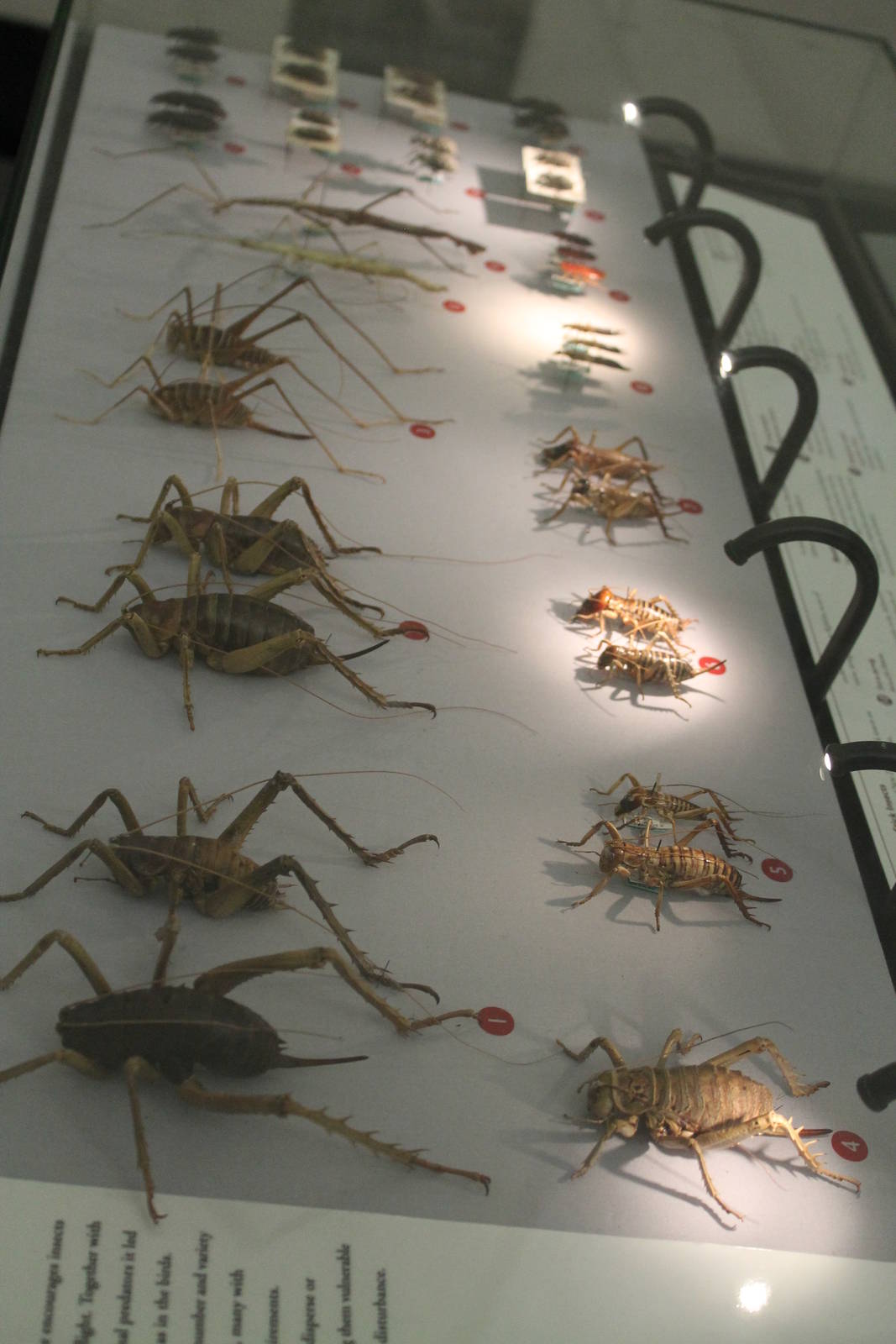 weta diversity