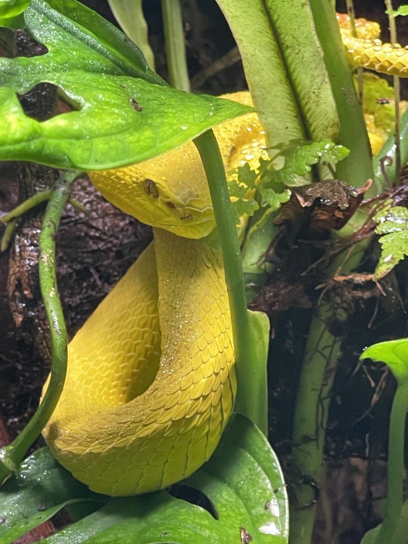 wetar island pit viper (trimeresus insularis) - museum komodo