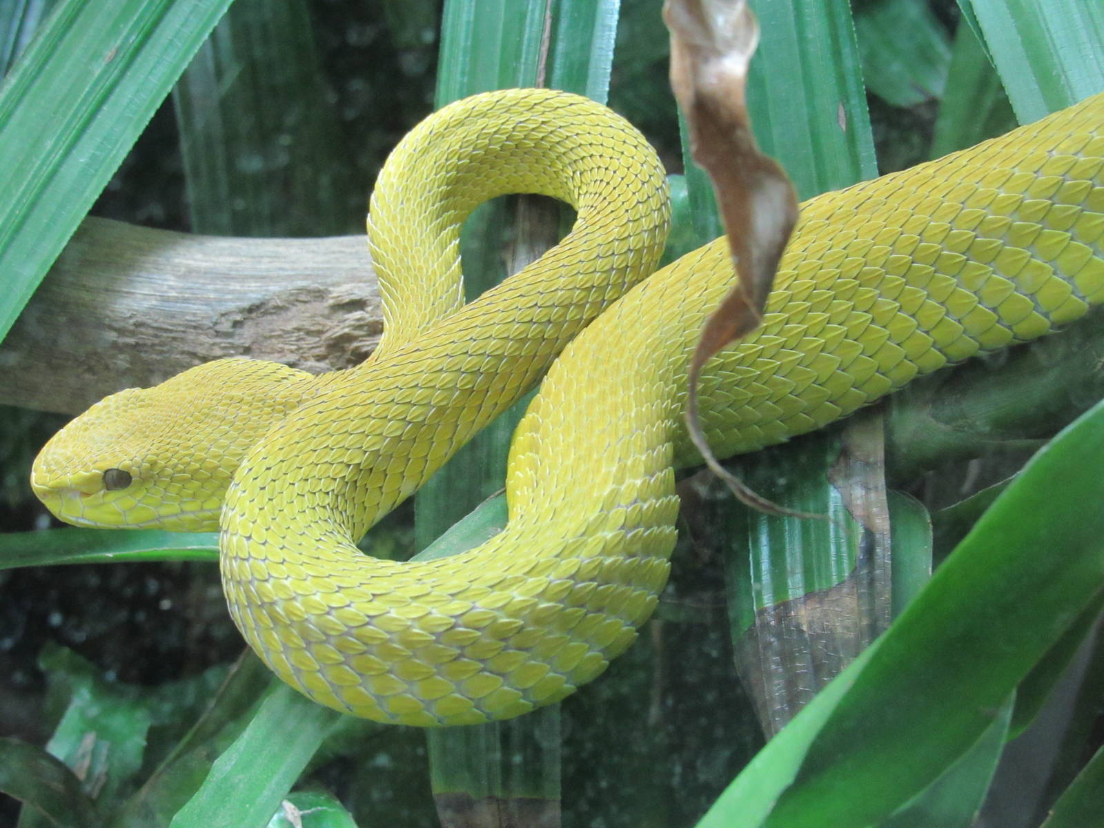 Wetar Island Pit Viper