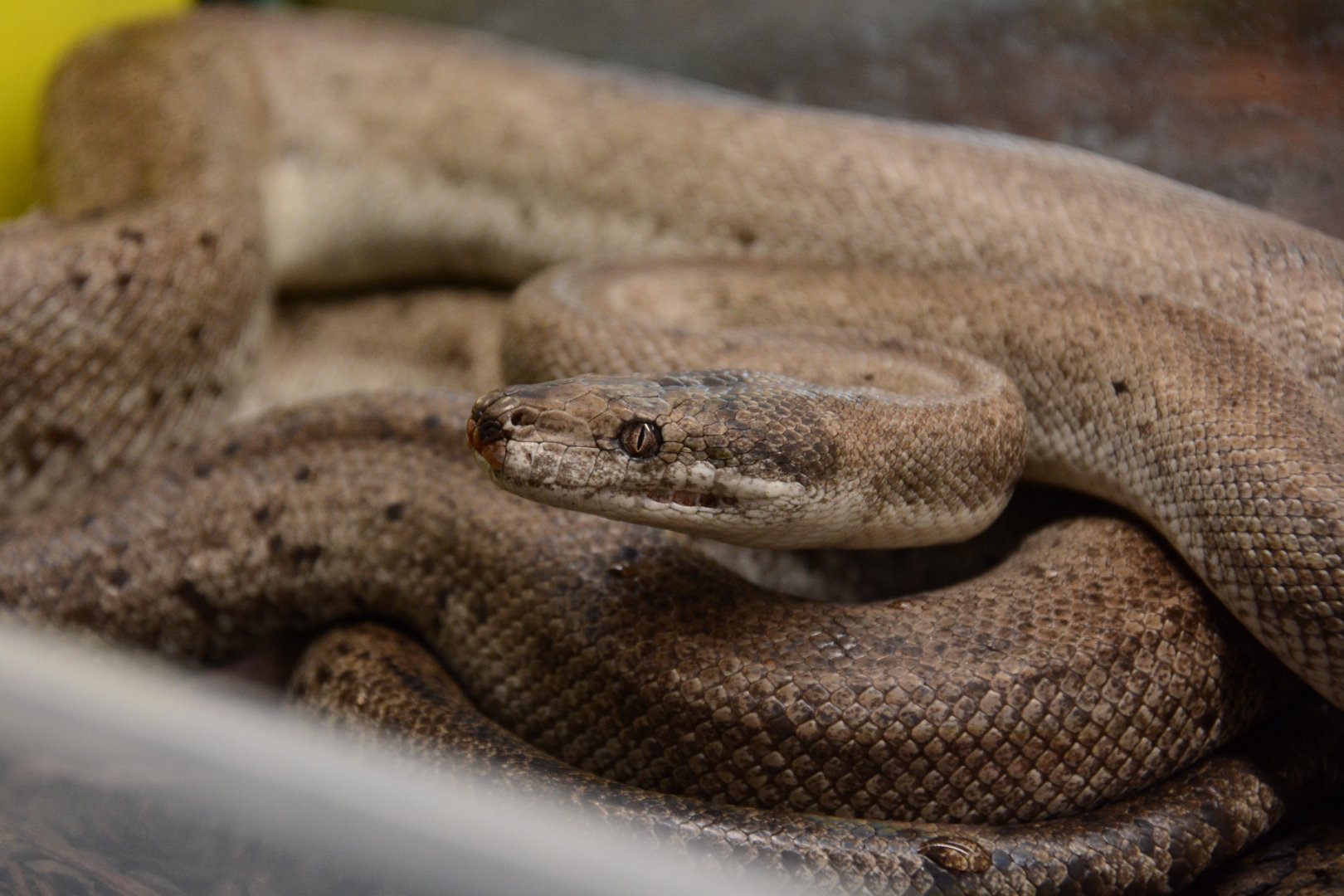 Wetar Island python (Liasis mackloti dunni)