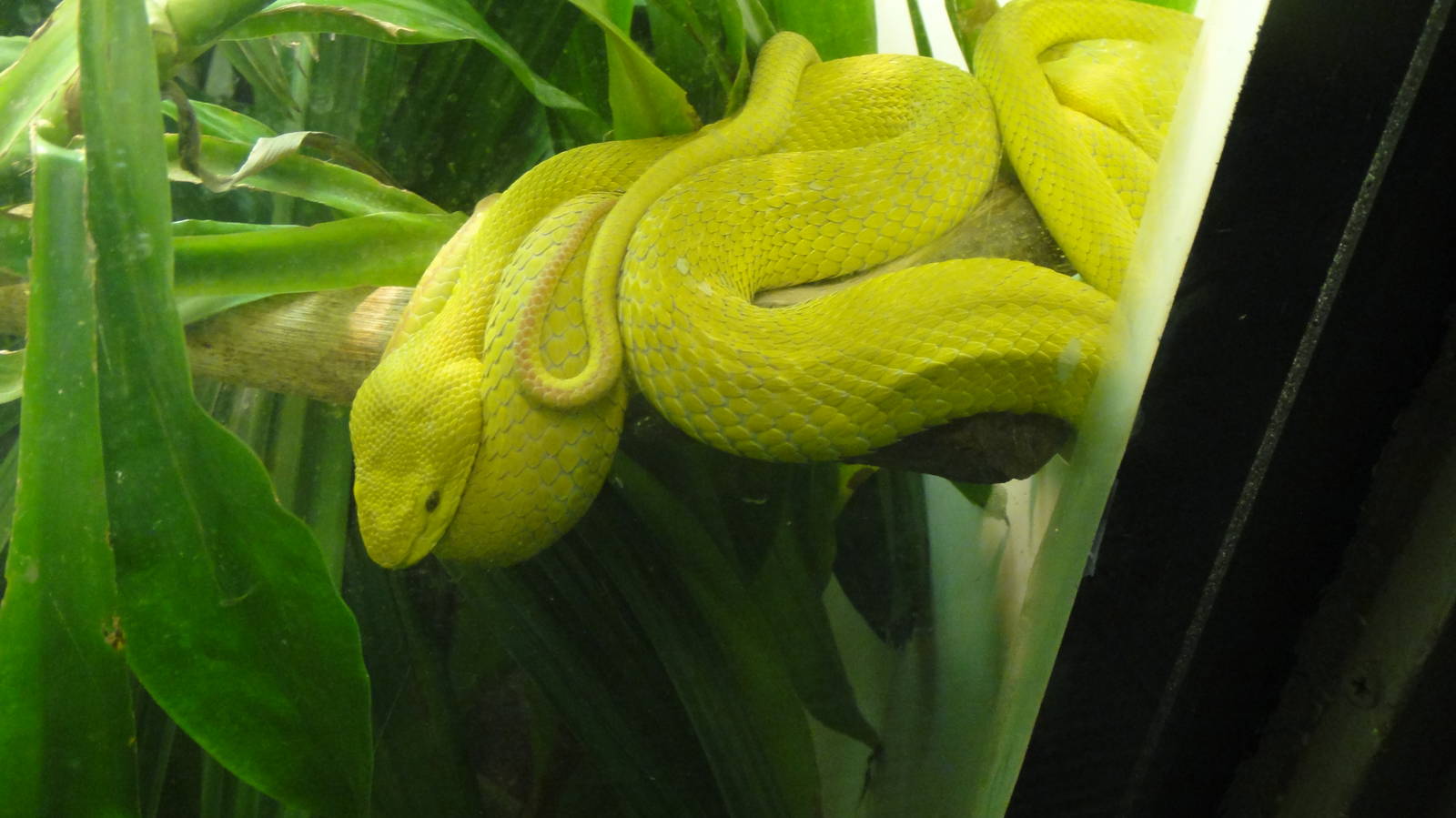 Wetar Island Viper at Dallas zoo 2015-03-12
