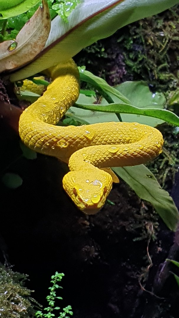 Wetar Viper (Trimeresurus insularis wetar) - Museum Komodo