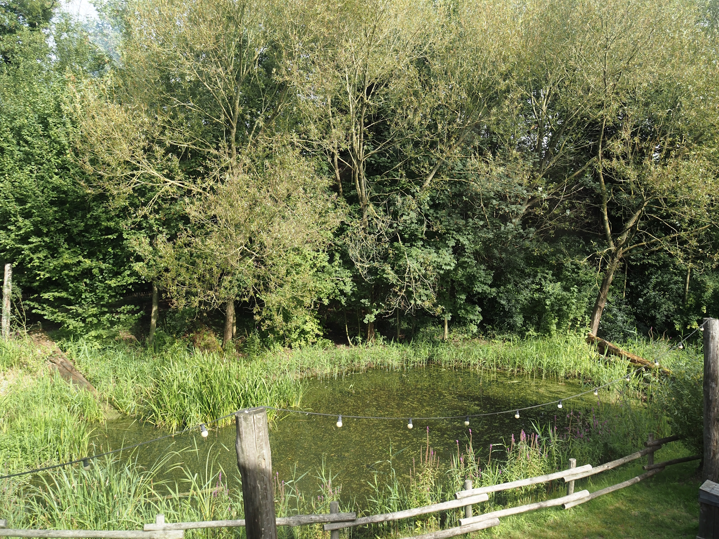 Wetland area for native wildlife, 2024-08-21