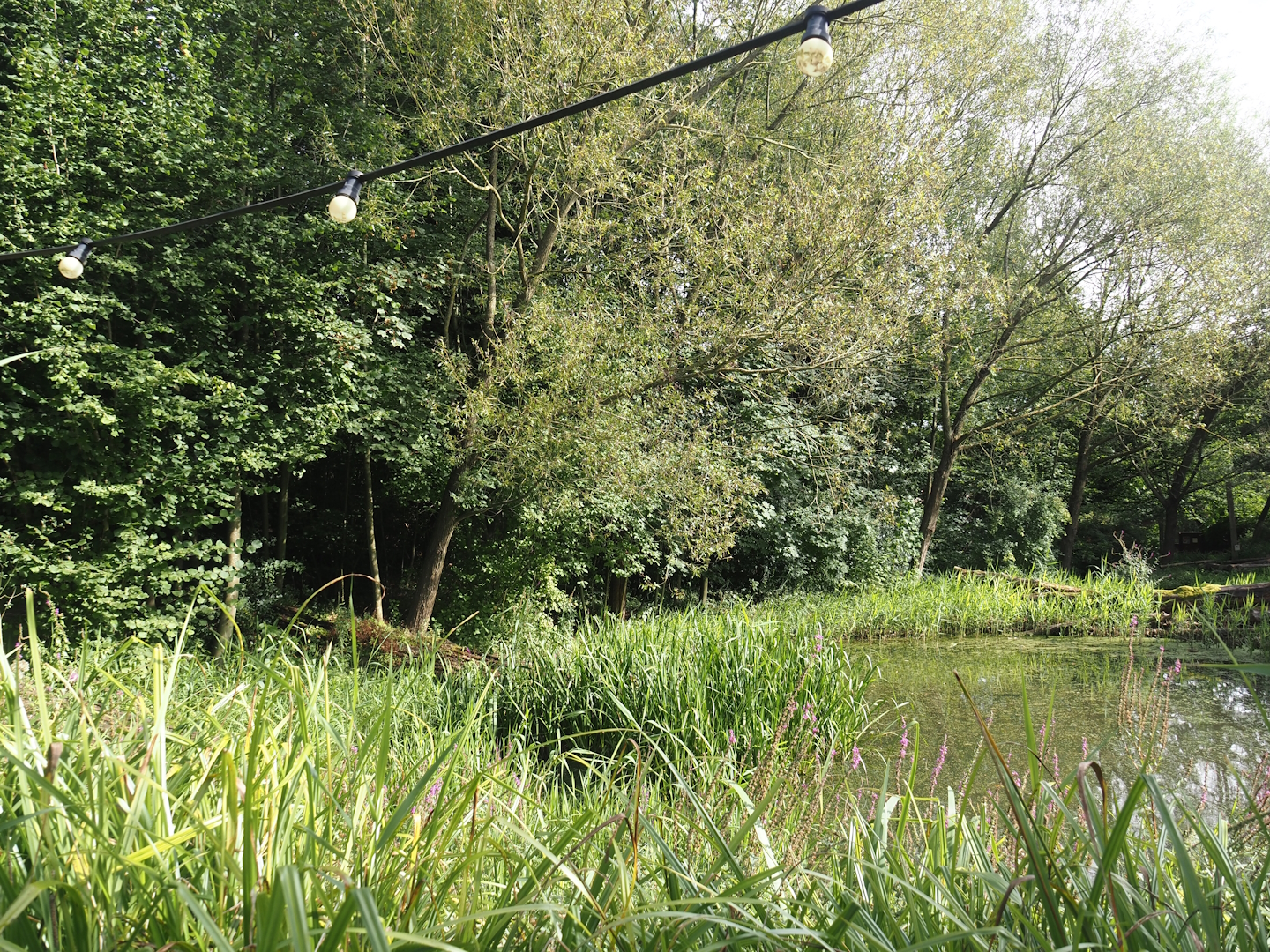 Wetland area for native wildlife, 2024-08-21