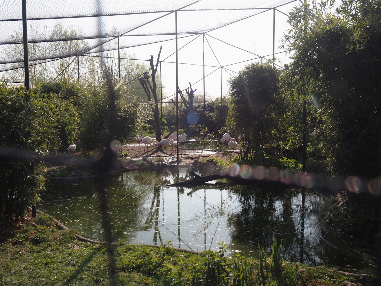 Wetland aviary, 2025-04-12