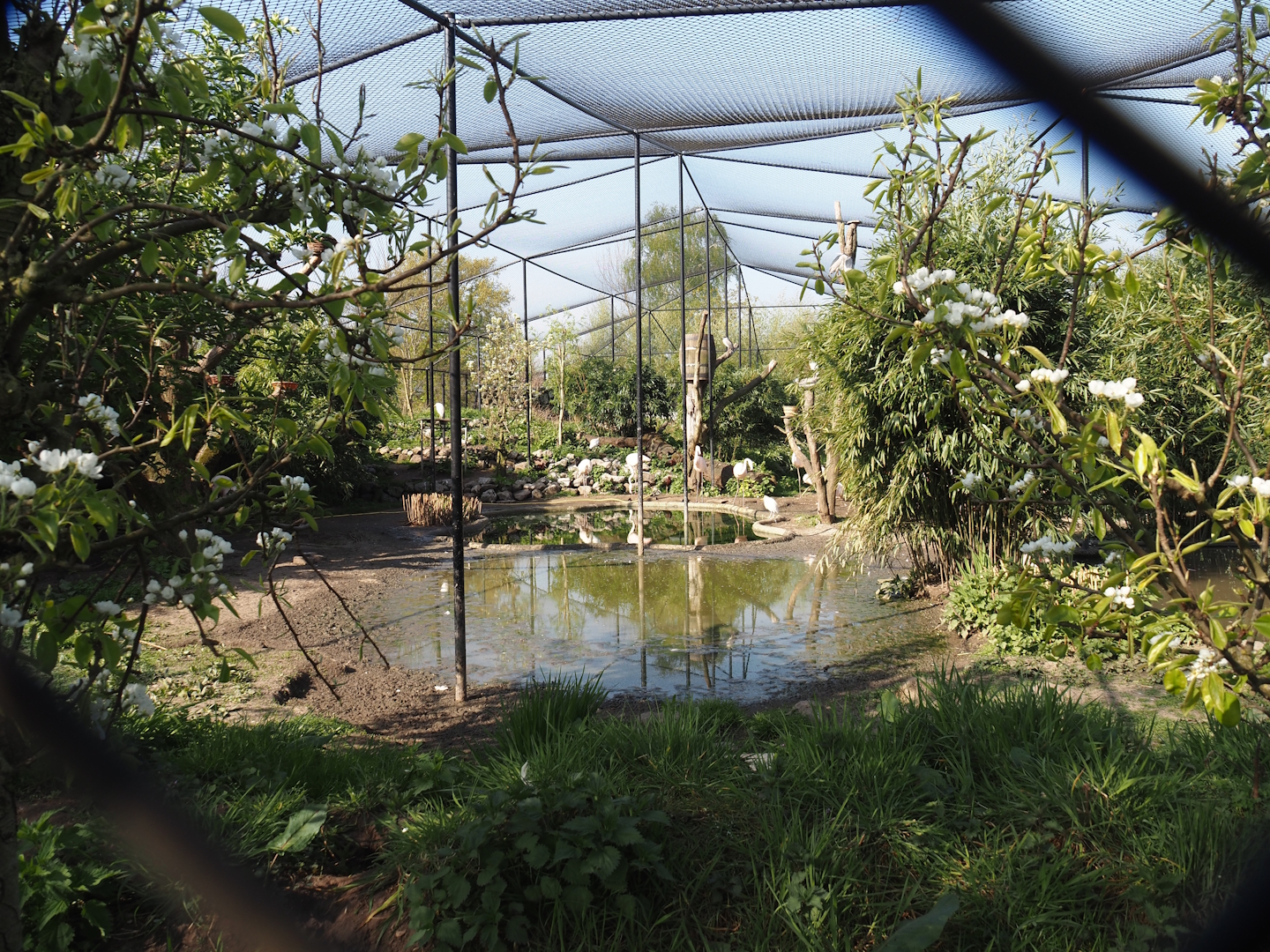 Wetland aviary, 2025-04-12