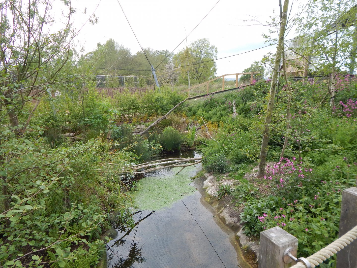 Wetland Aviary 290422