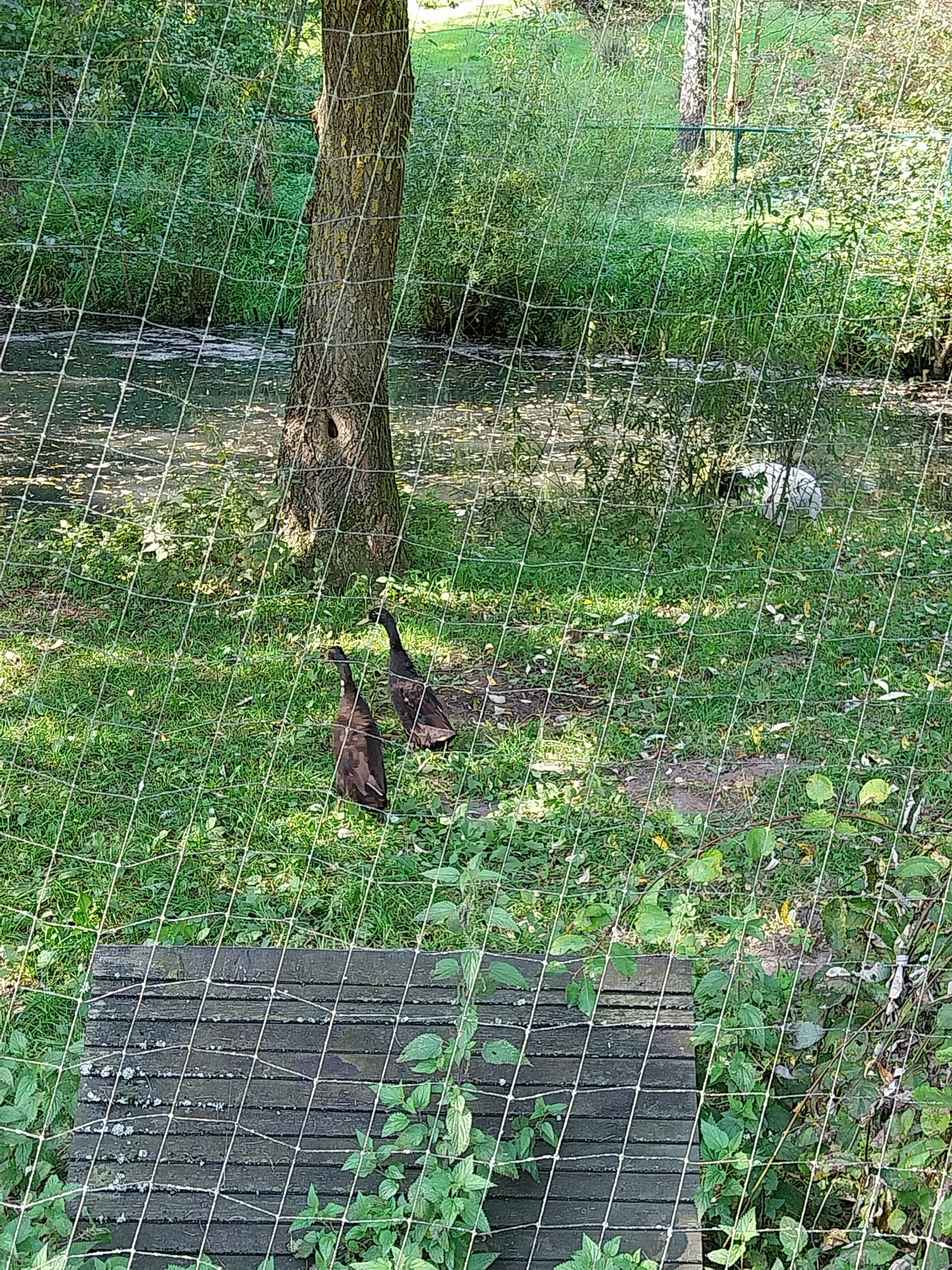 Wetland aviary 3 - Indian Runner Duck (Anas platyrhynchos domestiucus)