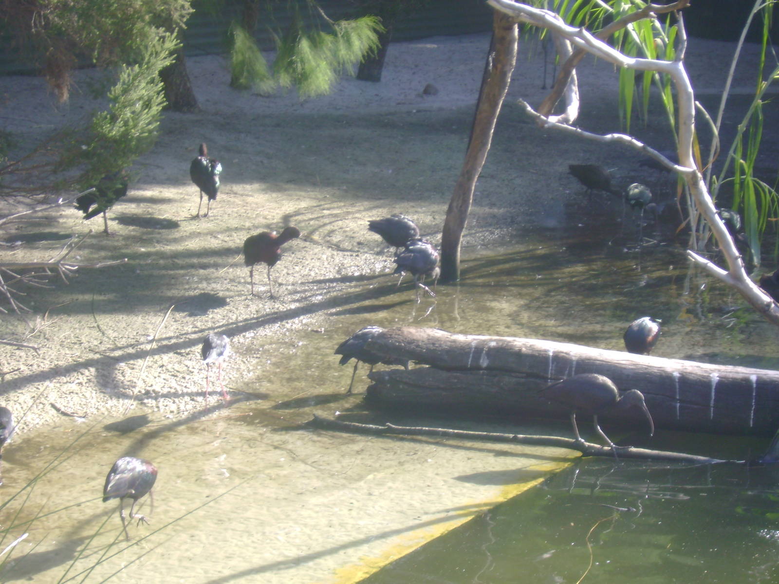 Wetland Aviary Birds