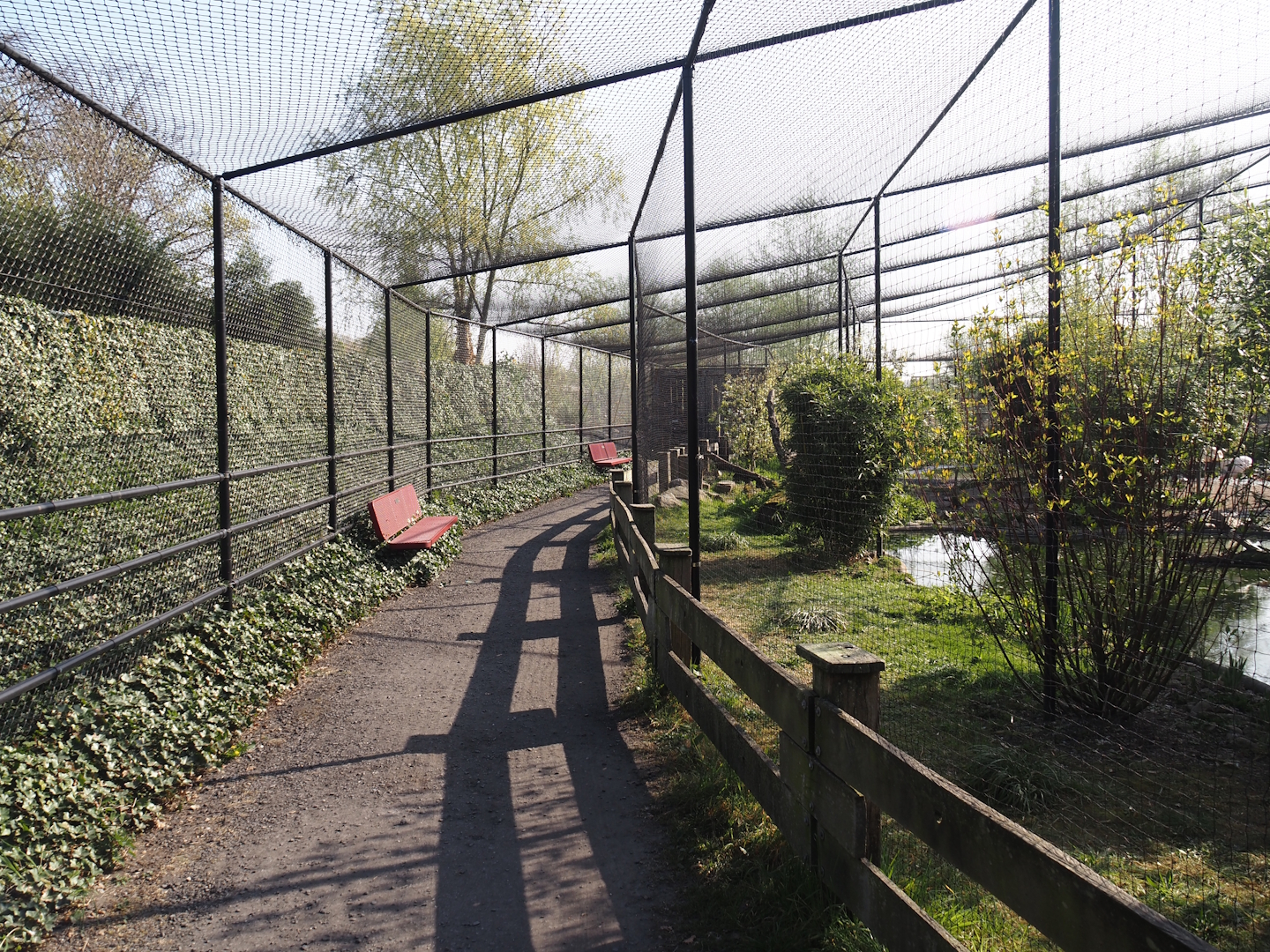 Wetland aviary - Netted off viewing area, 2025-04-12