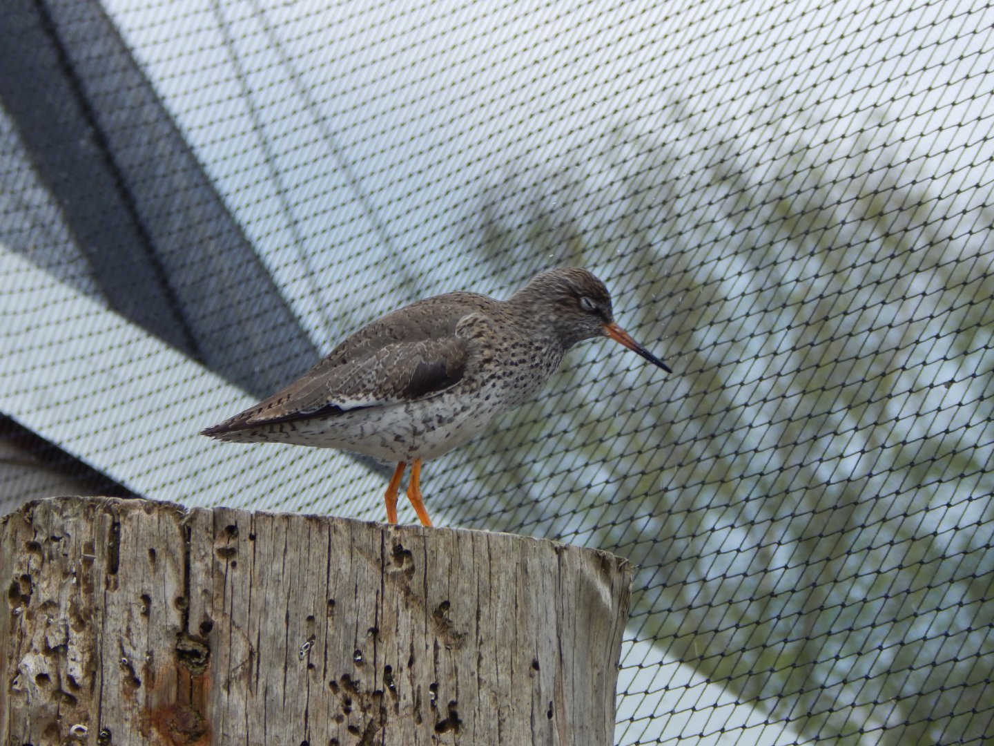 Wetland Aviary - Redshank 290422