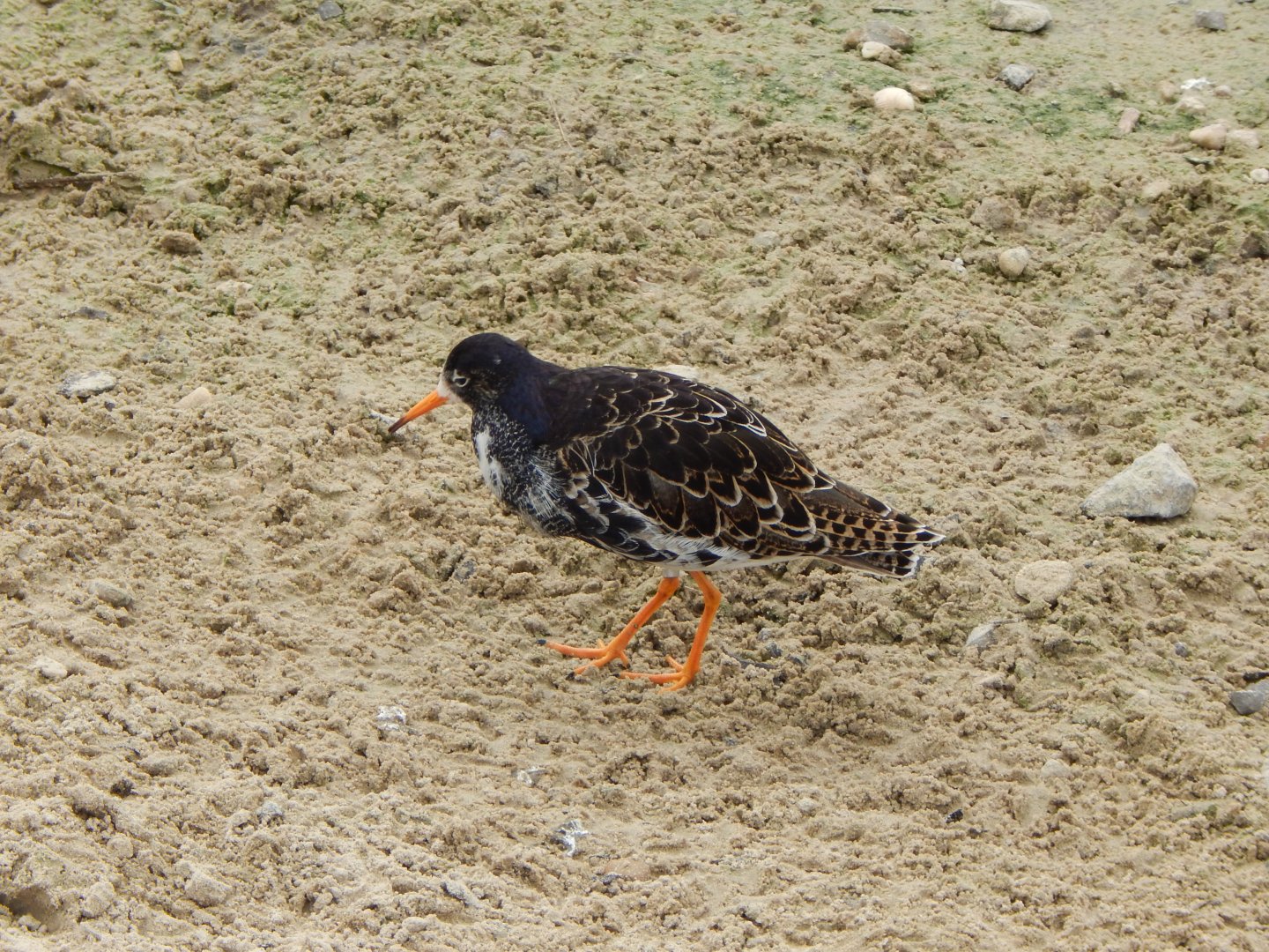 Wetland Aviary - Ruff 290422