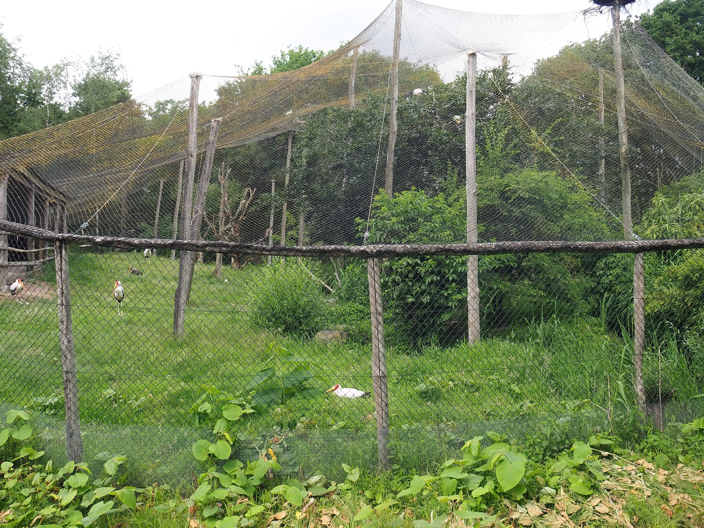Wetland aviary, Since demolished for the expansion of the African elephant facility, 2022-06-12