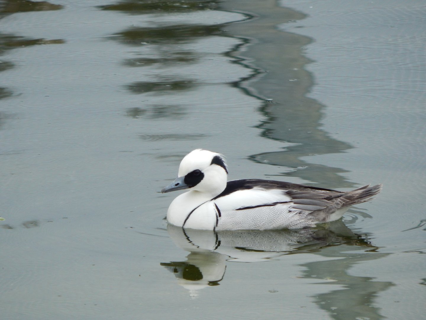Wetland Aviary - Smew 290422