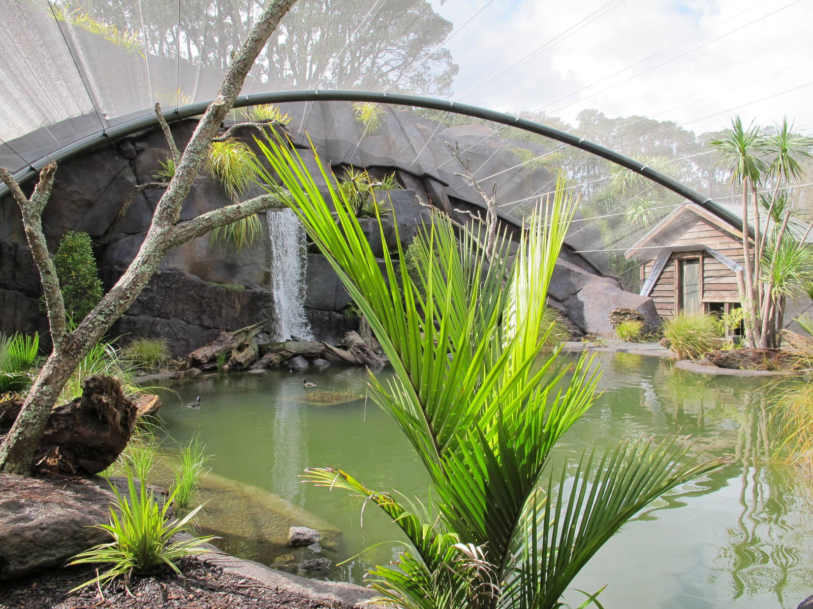 Wetland Aviary - Te Wao Nui, Auckland Zoo 2011