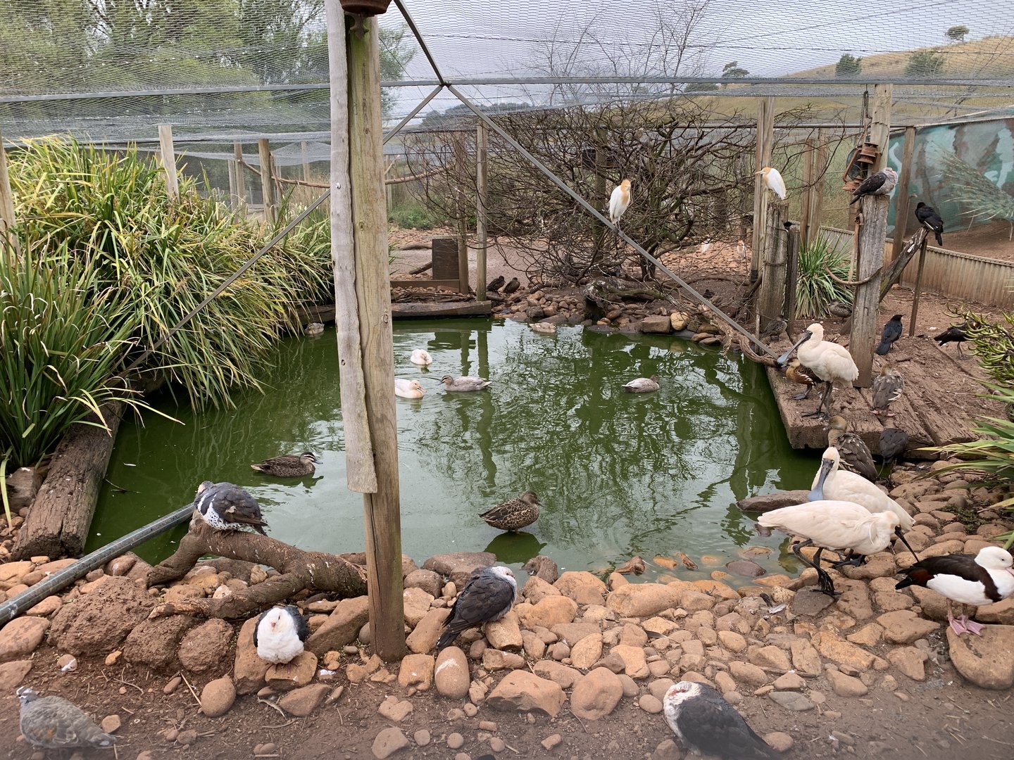 Wetland Aviary